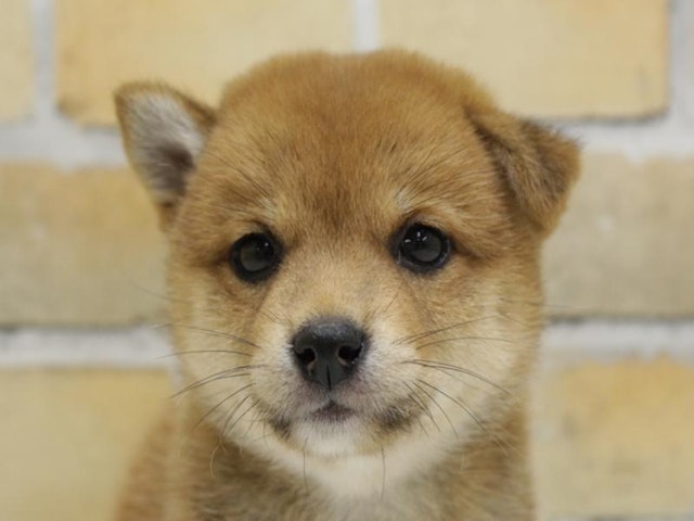 広島県の豆柴 (ペッツワン広島LECT店/2024年7月20日生まれ/女の子/赤)の子犬